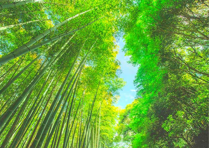Bosque de Bambú de Arashiyama, Kyoto Arashiyama Bamboo Grove, Kyoto