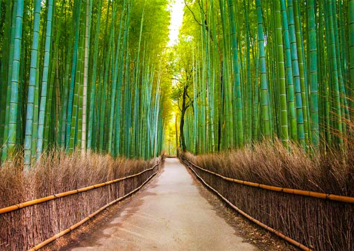Bosque de Bambú de Arashiyama, Kyoto Arashiyama Bamboo Grove, Kyoto