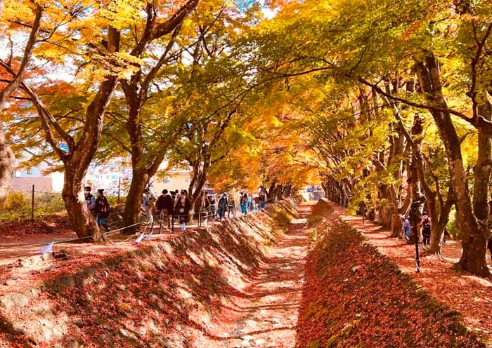 Lake Kawaguchi Maple Corridor