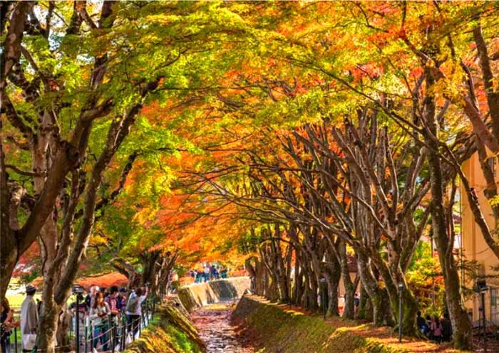 Pasaje de Árboles de Arce de Lago Kawaguchi Lake Kawaguchi Maple Corridor