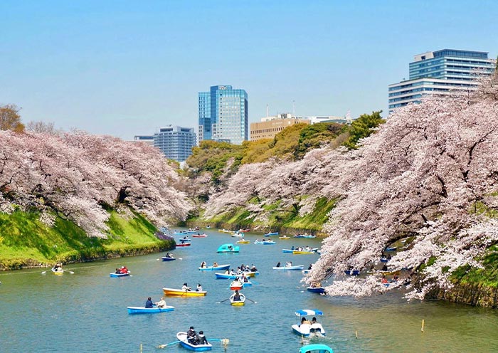 Navegación en barco por el canal Chidorigafuchi bajo los cerezos en flor Chidorigafuchi Moat boating under cherry blossom