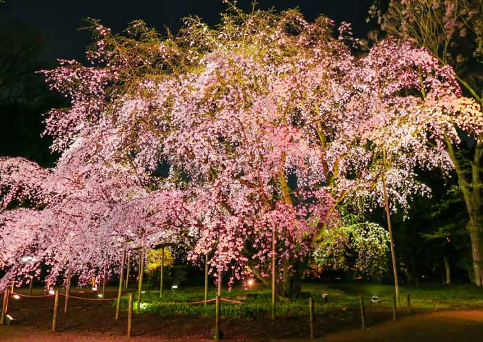 Flores de cerezo nocturnas en los Jardines Rikugien Night cherry blossom in Rikugien Gardens