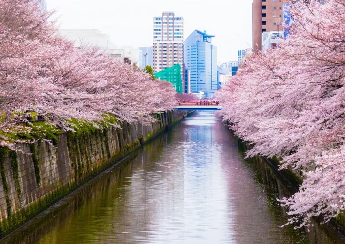 Cerezos en flor junto al río Meguro Meguro River Cherry Blossoms along the river
