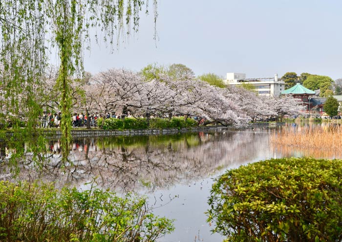 Cerezas en Flor en el Parque Ueno de Tokio Tokyo Ueno Park cherry blossom