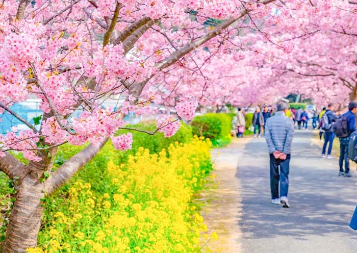 Flores de cerezo junto al río Aono Aono River Cherry Blossoms