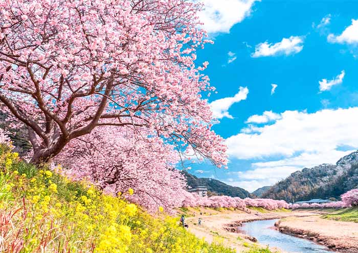 Excursión para ver las primeras floraciones de cerezo en Japón