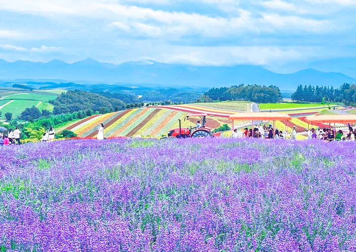 Visita de Verano a Hokkaido: