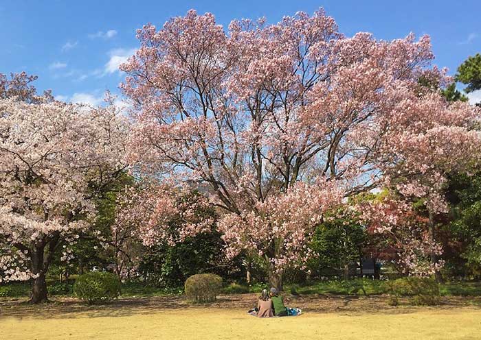 Disfruta del Sakura en los Jardines del Este Enjoy Sakura at East Gardens