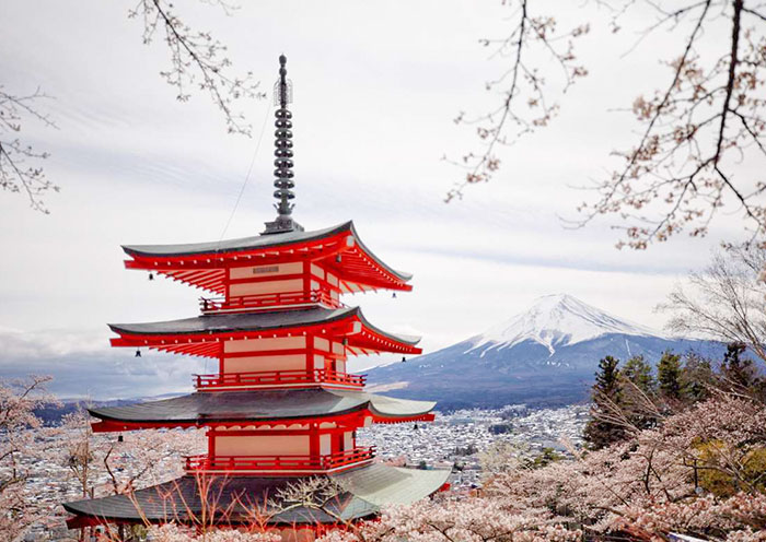 Flores de cerezo en el Parque Arakurayama Sengen del Monte Fuji Cherry Blossom in Mount Fuji Arakurayama Sengen Park