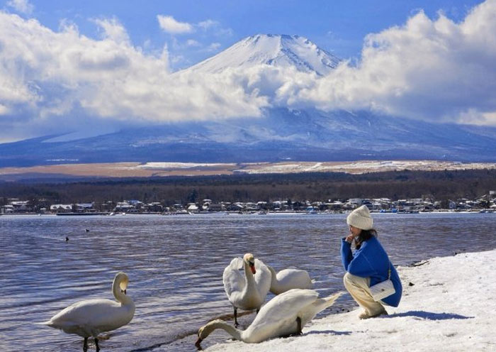 Cisne en el Lago Yamanakako Swan in Yamanakako Lake