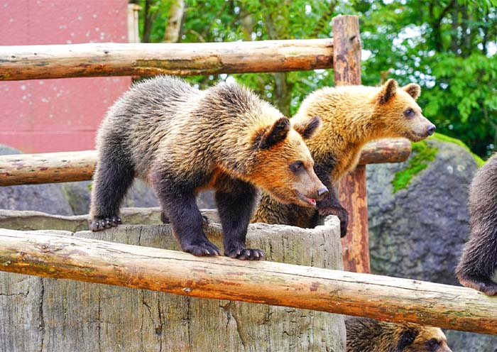 Noboribetsu Bear Park