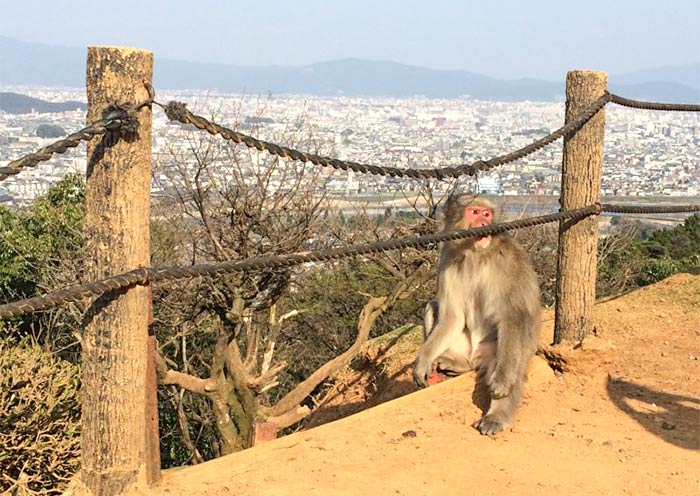 Parque de Monos Iwatayama Iwatayama Monkey Park