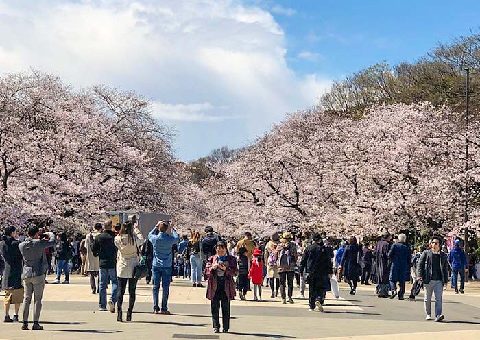 Temporada de Cerezas en el Parque Ueno Sakura Season at Ueno Park