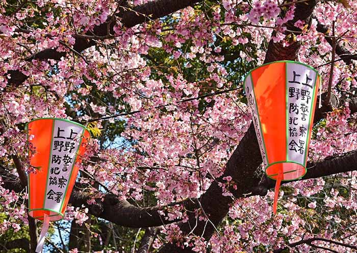 10 Días de Tour por Japón en Primavera