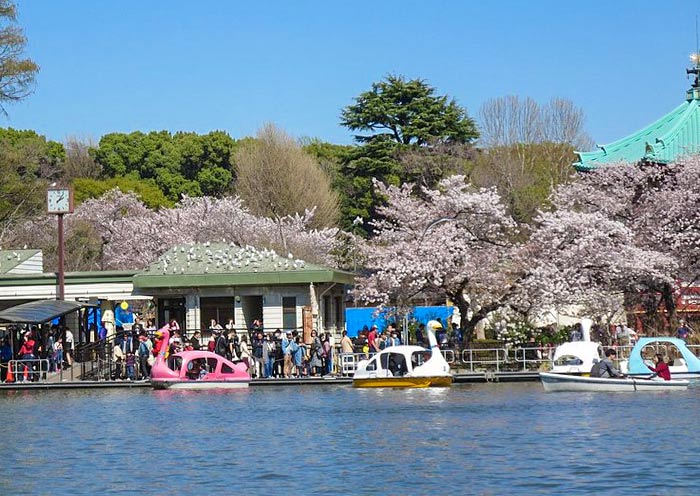 Cerezas y Lago, Parque Ueno Sakura & Lake, Ueno Park