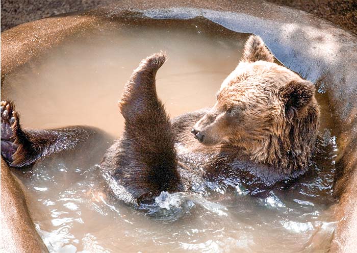 Showa Shinzan Bear Ranch
