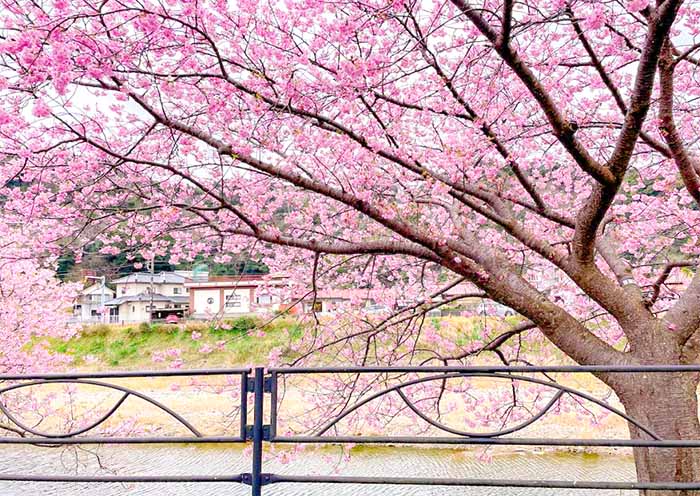 Kawazu Zakura (Kawazucho) Kawazu Zakura (Kawazucho)