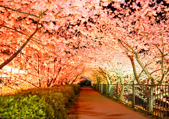 Kawazu Zakura (Kawazucho) Kawazu Zakura (Kawazucho)