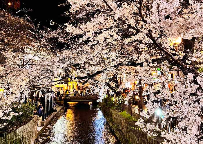 Takase River Cherry Blossoms