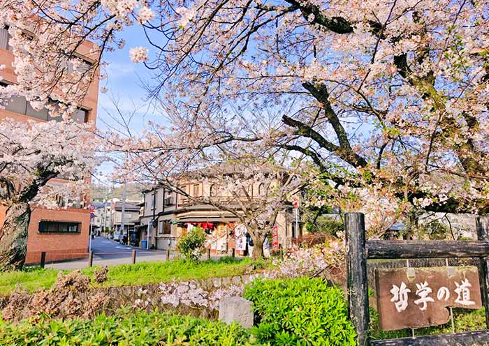 Philosopher's Path Cherry Blossoms