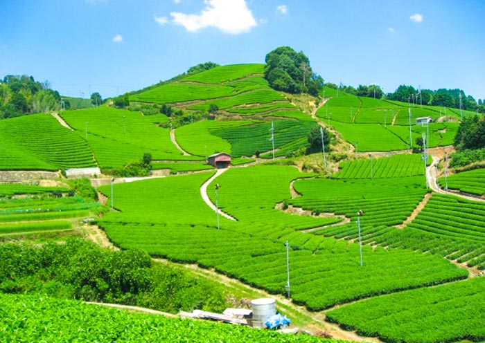 Campos de té Uji Uji Tea Field