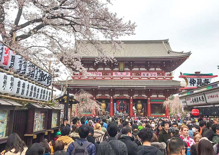 Temporada de Cerezas en el Templo Senso-ji Sakura Season at Senso-ji Temple