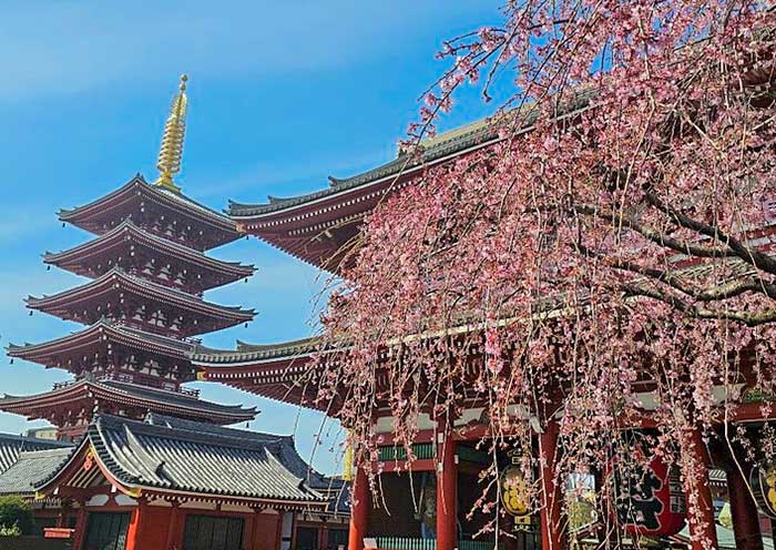 Cerezas y Pagoda de Cinco Pisos Sakura & Five-story Pagoda