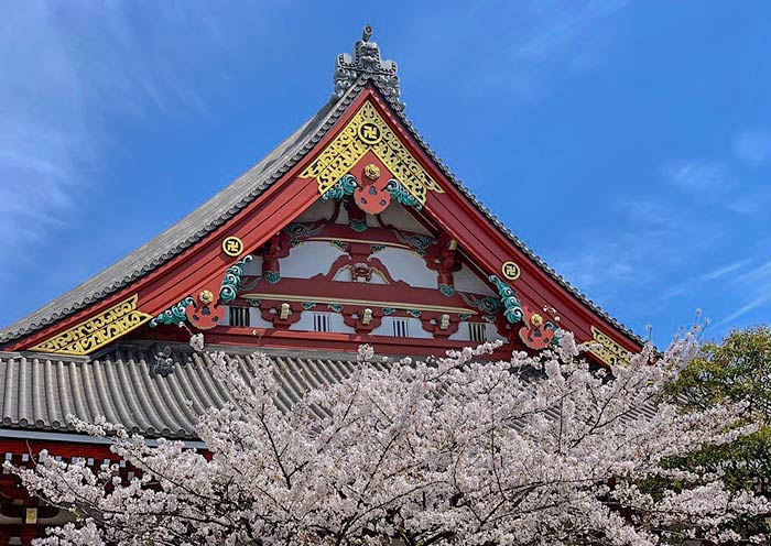 Tours por los Cerezos en Flor en Japón 