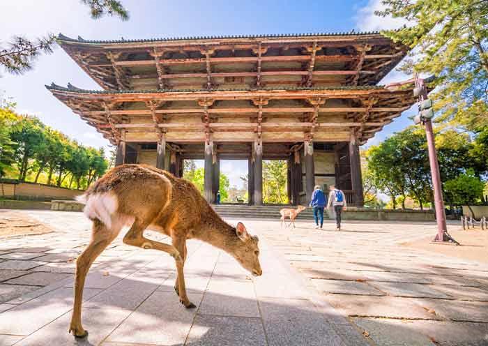 Templo Tōdai-ji, Nara Todaiji Temple, Nara