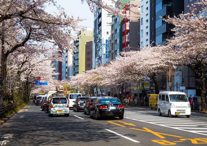 La Calle Tokyo en la Temporada de las Flores de Cerezo Tokyo Street in Cherry Blossom Season
