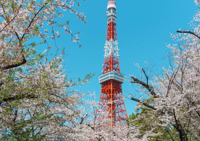 Torre de Tokio en primavera Tokyo Tower in Spring