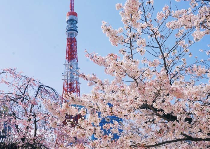 Torre de Tokio con Flores de Cerezo Tokyo Tower with Cherry Blossom