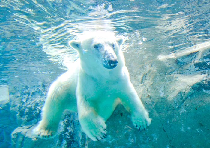 Asahiyama Zoo