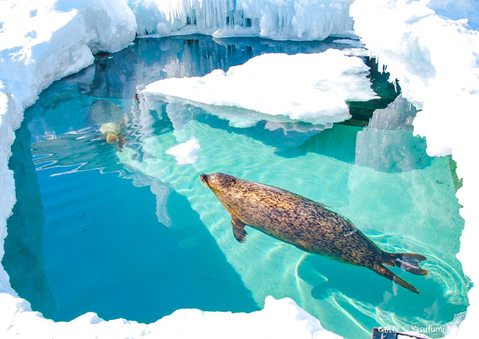 Asahiyama Zoo