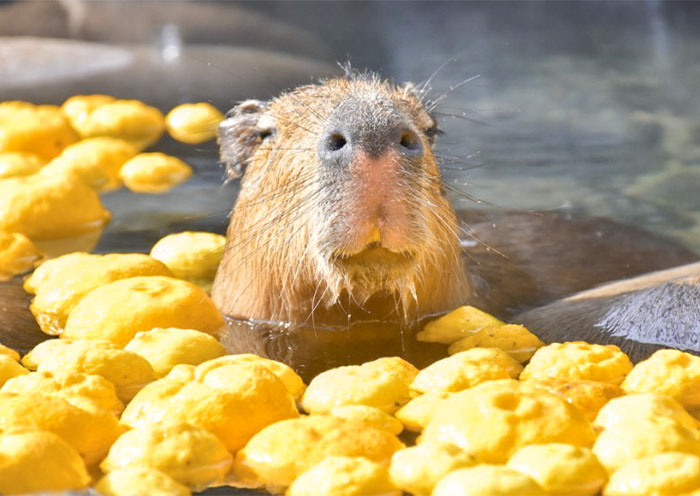 Izu Shaboten Zoo