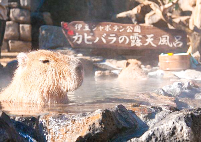 Zoo Izu Shaboten Izu Shaboten Zoo