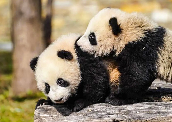 Giant Pandas at Wolong Panda Base