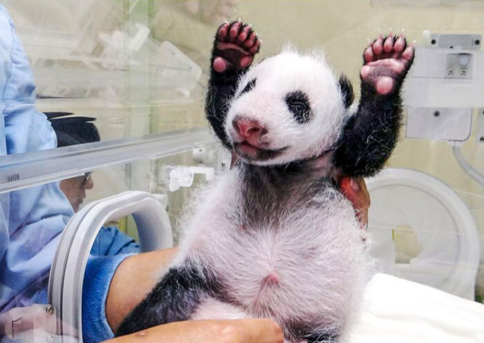 base-de-panda-de-wolong-700-4.jpg