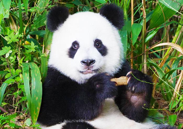 Chengdu Research Base of Giant Panda Breeding Chengdu Research Base of Giant Panda Breeding