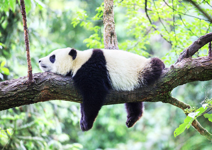 Chengdu Pandas