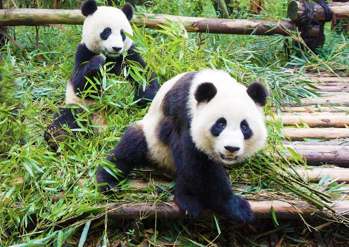 Chengdu Pandas