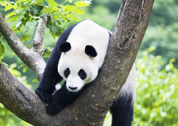 Chengdu Research Base of Giant Panda Breeding