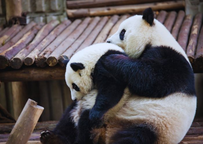 Cute Giant Panda