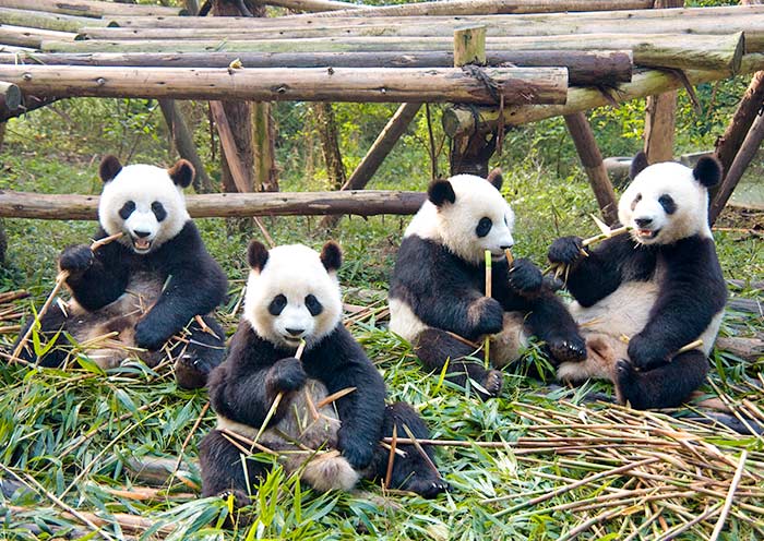 Pandas en la Base de Pandas de Chengdu