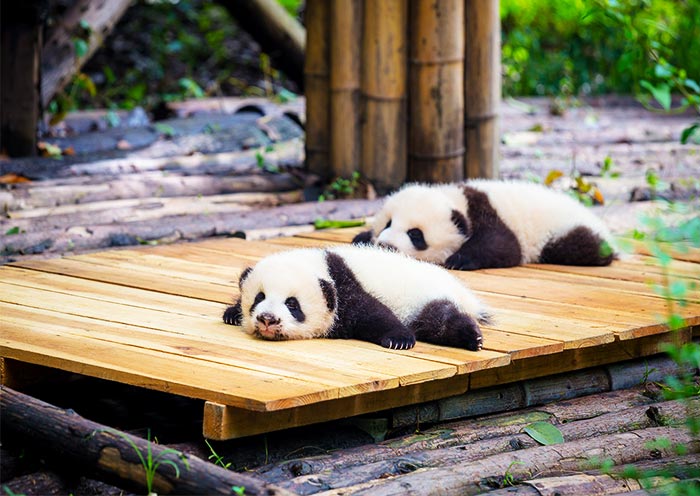 Chengdu Pandas
