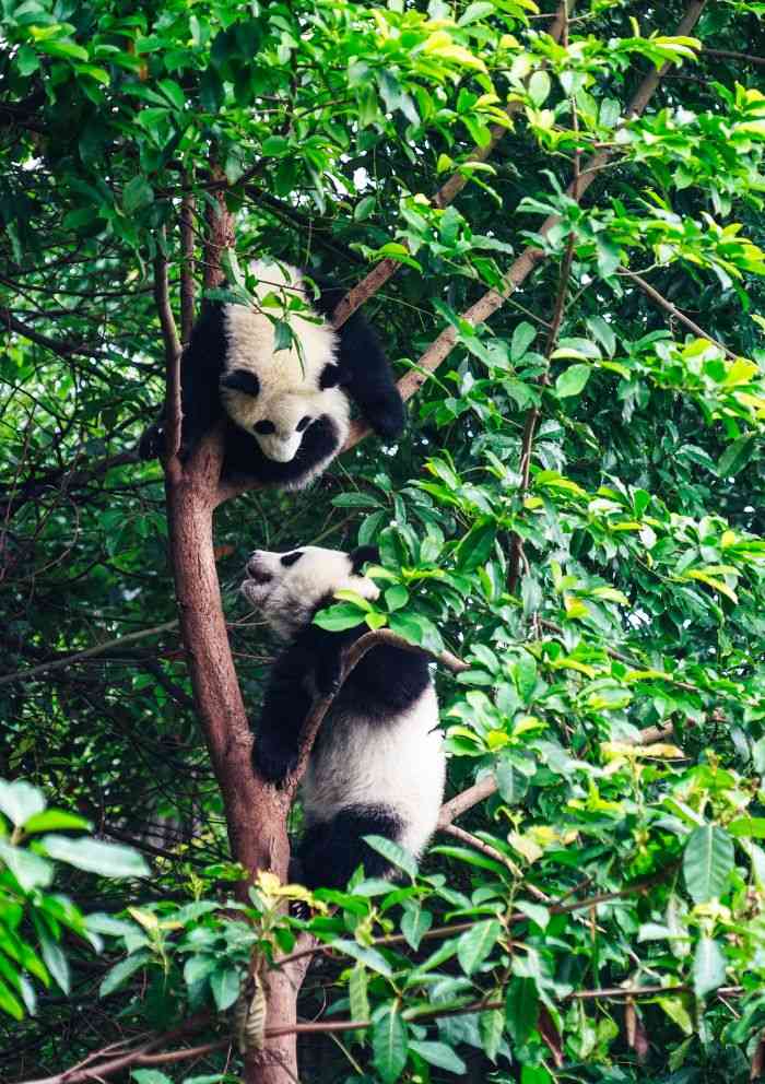 Excursiones al Día en Chengdu