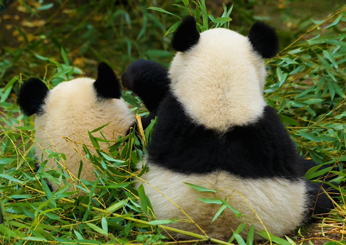 Panda Gigante de Chengdu, Sichuan