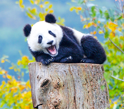 Viajes por China desde Chengdu