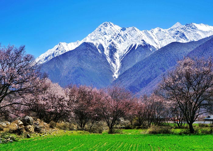 Valle de las Flores de Melocotonero de Bome Bome Peach Blossom Valley