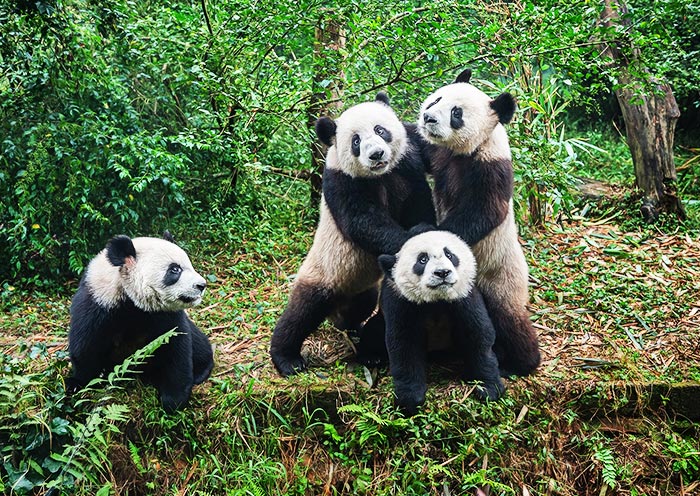 Tours por China desde Chengdu 